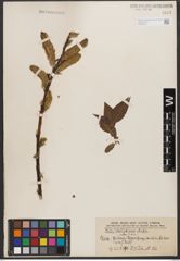 Foto von Salix wallichiana Andersson